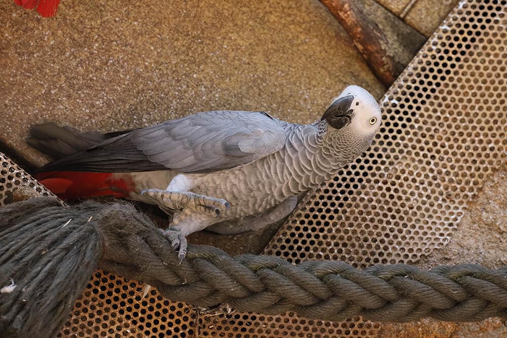 graupapagei aus dem zoo zuerich