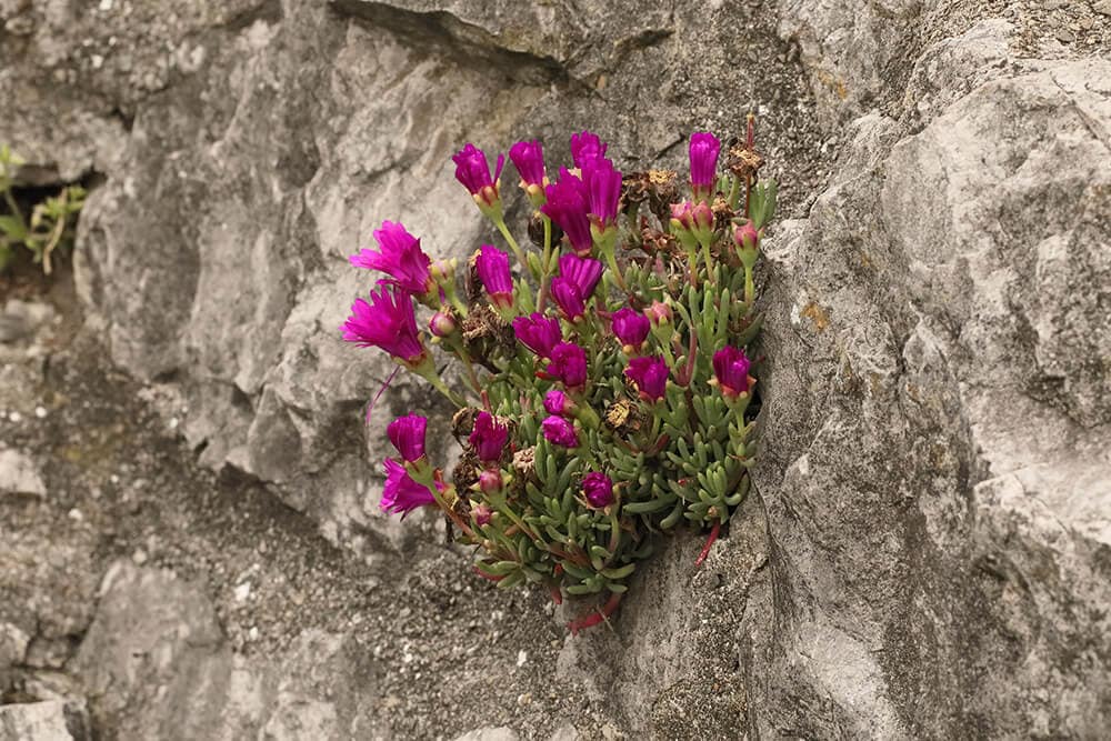 Eine aschöne Pflanze aus der Isole di Brissago