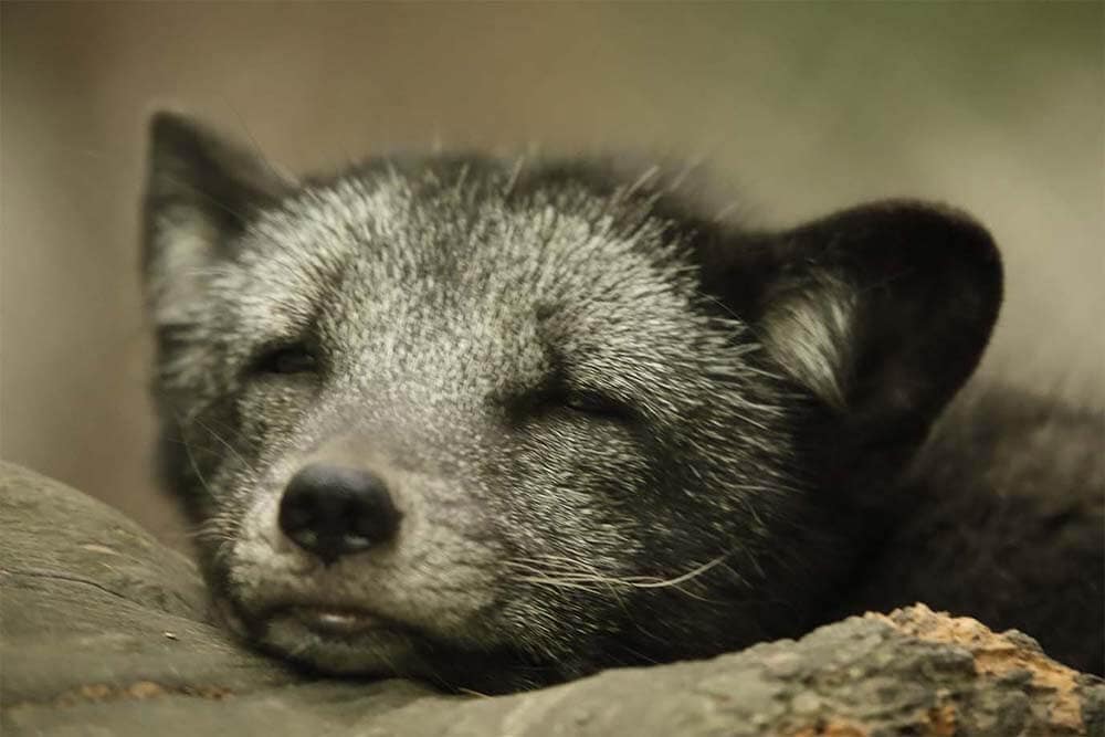 polar-fuchs-zoo_servion_002