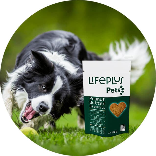 5390-peanut-butter-biscuits-1