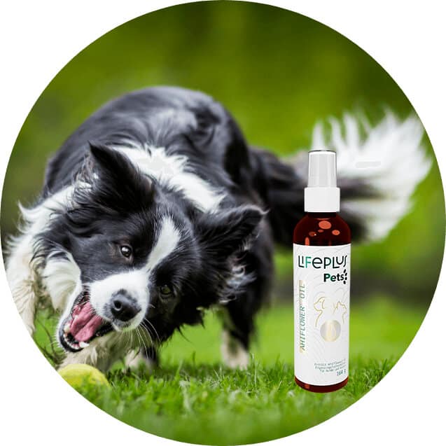 5895-ahiflower-oil 5895-ahiflower-oil