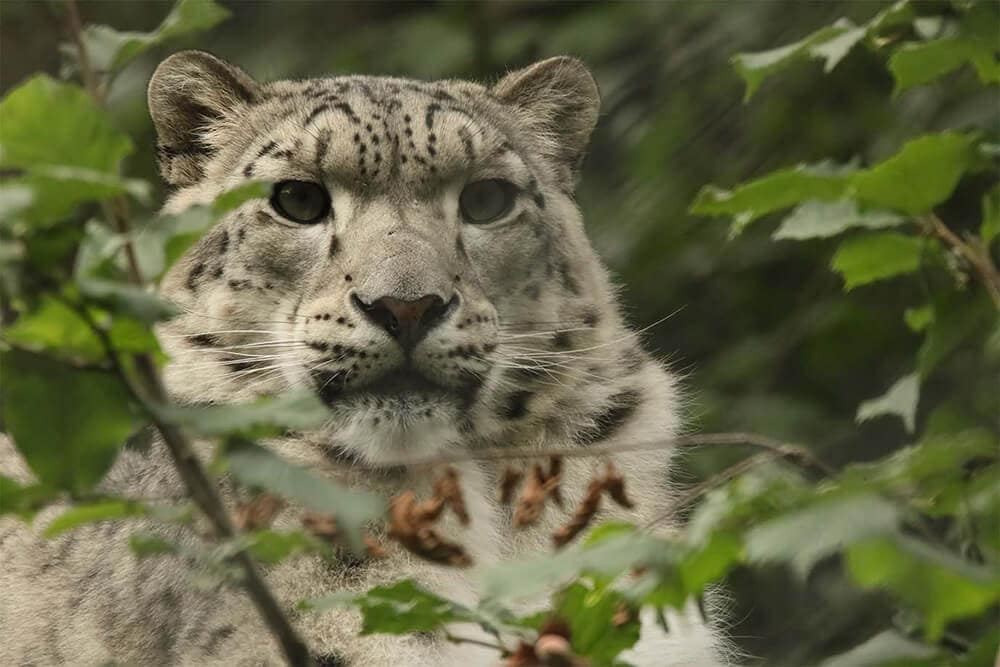 Der Schnneelepoard vom Zoo Servion