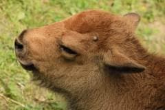 bison_zoo_servion_001-1